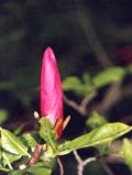 Forstbotanischer Garten, Dunkelblütige Purpur-Magnolie