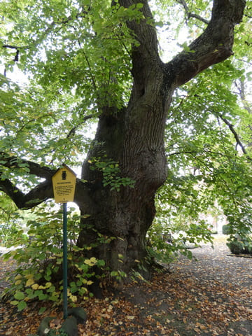 Linde auf dem Kirchhof (Naturdenkmal)