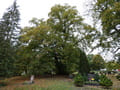 Linde auf dem Kirchhof (Naturdenkmal)