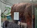 Freilichtmuseum "Zeitsprung", Mammut-Nachbildung