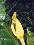 Forstbotanischer Garten, Schein-Calla