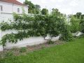 Spalierobst im Schlossgarten