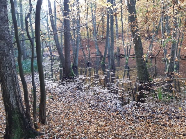 Briesetal
