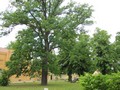 Baumbestand am Schloss