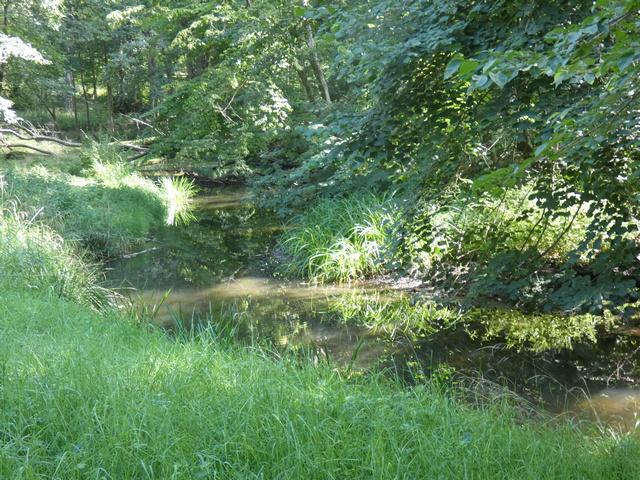 Welse
