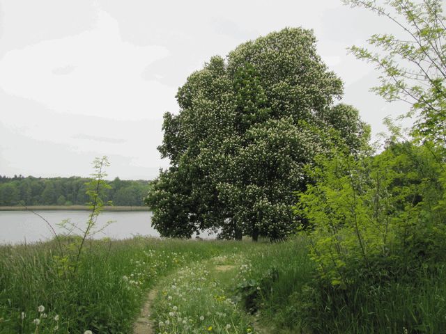 Am Haussee